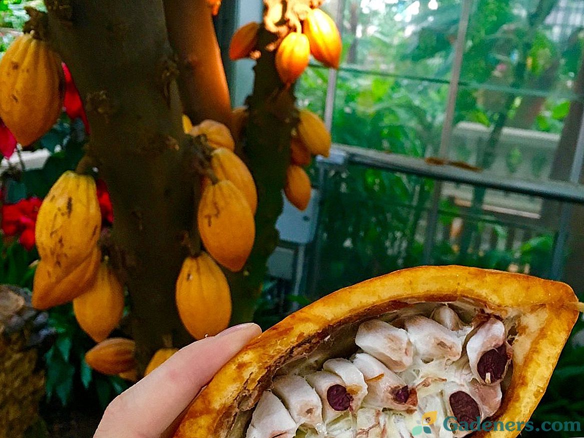 Čokoládový strom v místnosti - zejména pěstování kakaa