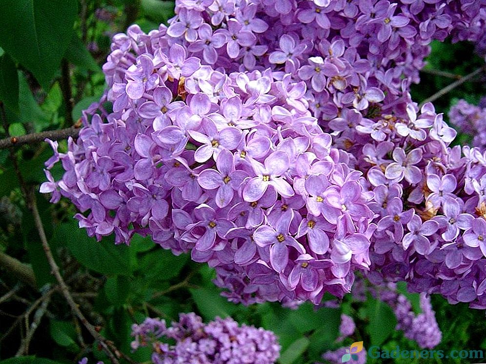 Lilac: rastlina a tešiť