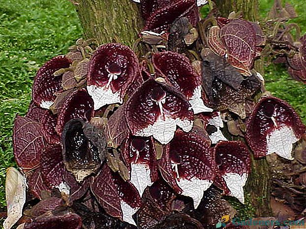 Calico-calico gėlė