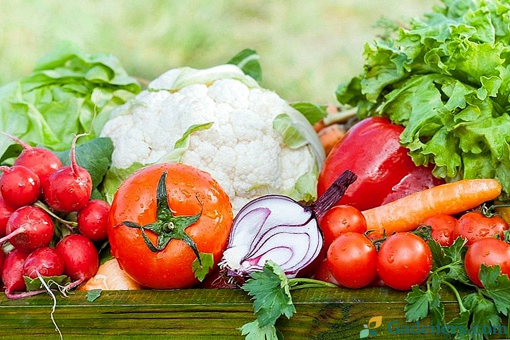 Tipy pre začiatočníkov: hlavné zeleninové plodiny a striedanie plodín