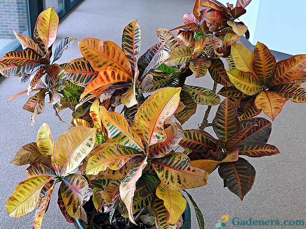 Šiuolaikinės Croton veislės ir jų auginimas