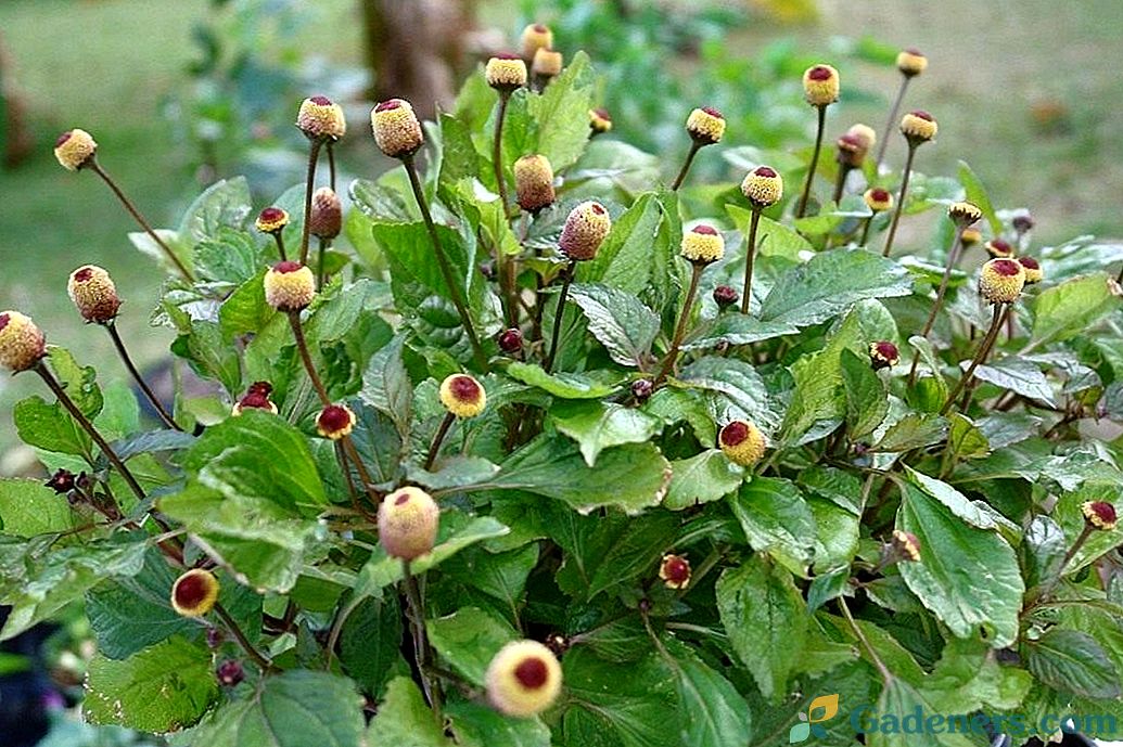 Spilantes - oleiste rzeżuchy z ciekawymi główkami kwiatostanów