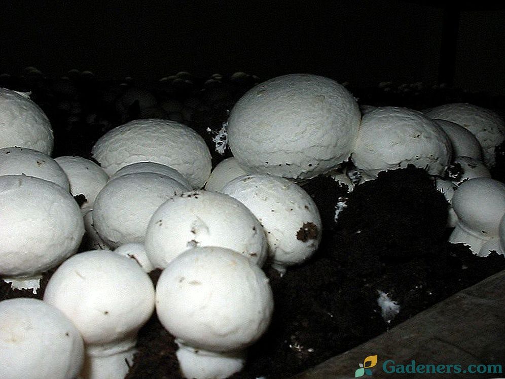 Načine za rast gljiva: pro i kontra