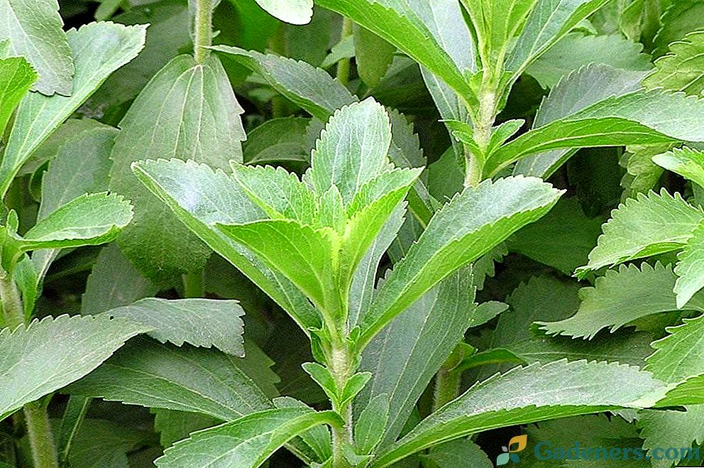 Stevia или медена трева