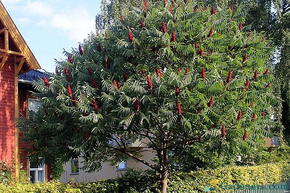 Sumac Deer Horn ili stakleno stablo