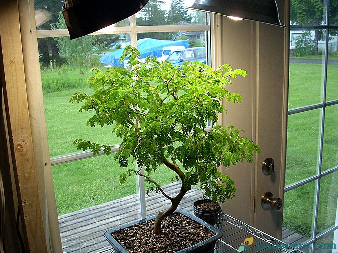 Светлосни санаторијум за биљке - ми се боримо са етиологијом