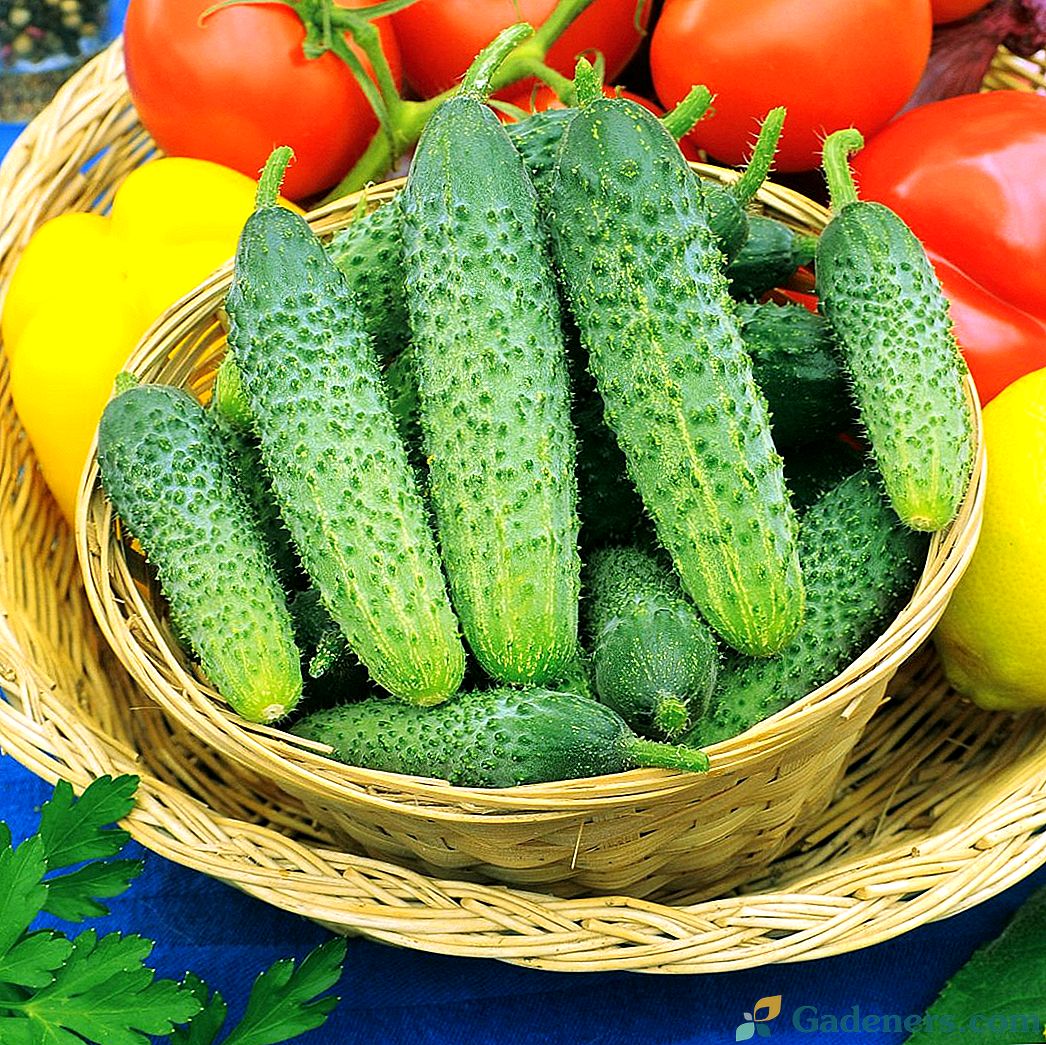 И така, какво са партенокарпи, хибриди и ГМО?
