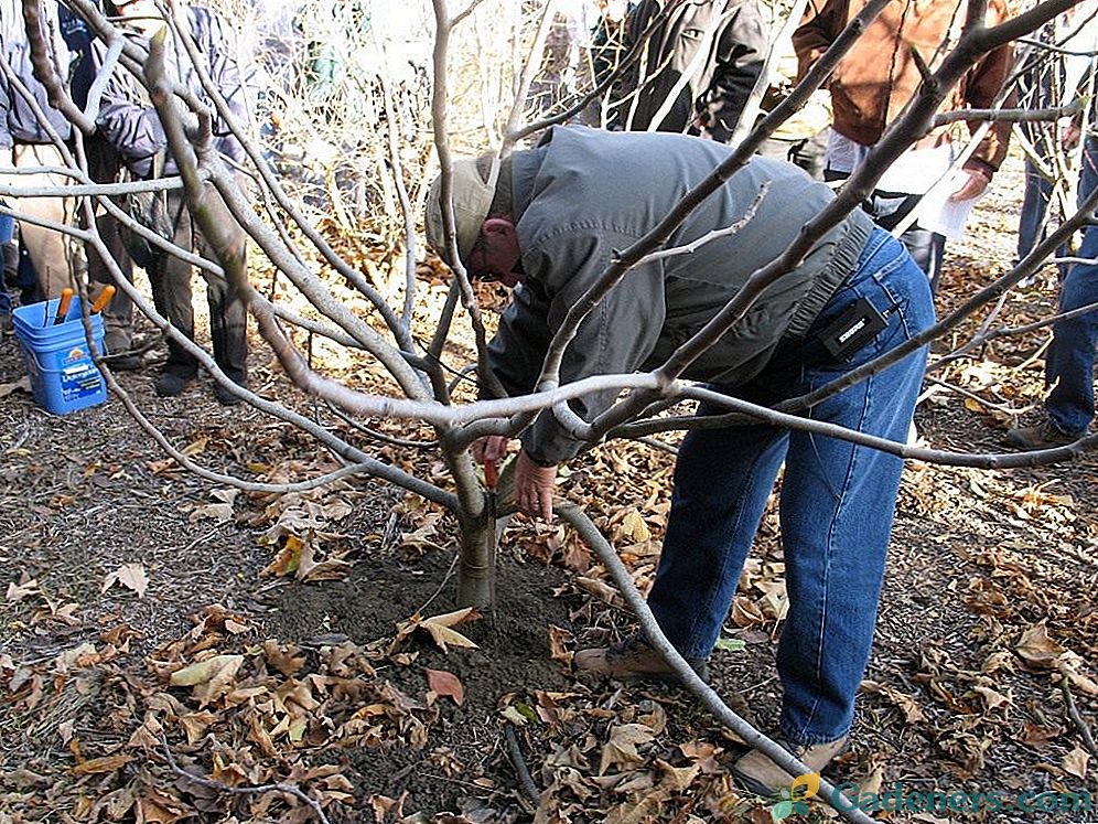 Tehnoloģija, kas apgrābj augļu kokus un citas metodes dārza atjaunošanai.