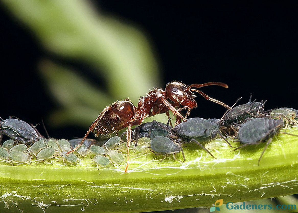 Aphids i mravi - kako se nositi s njima?