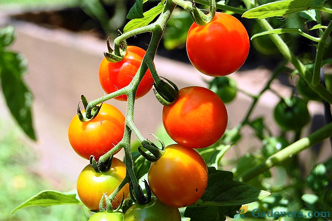 Vyšnių pomidorai - augančių skirtingų veislių savybės