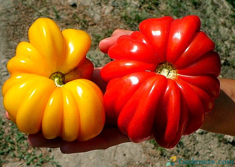 Pomidorai: vanduo ar ne vanduo?