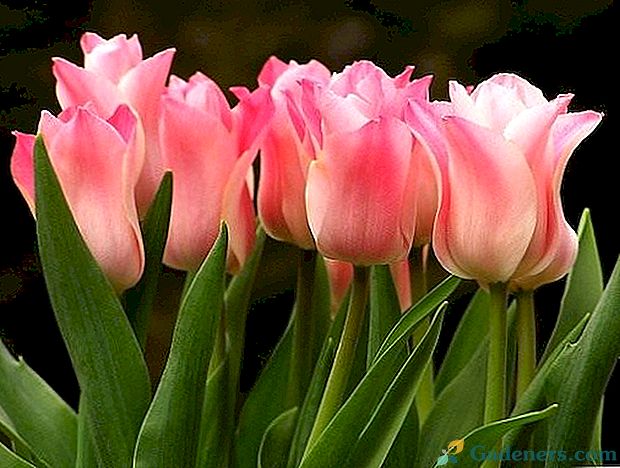 Tulipani - gojenje in oskrba