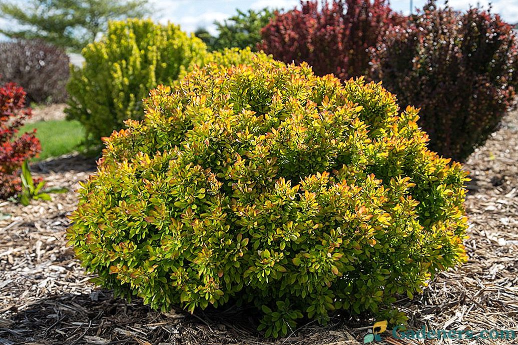 Barberry care