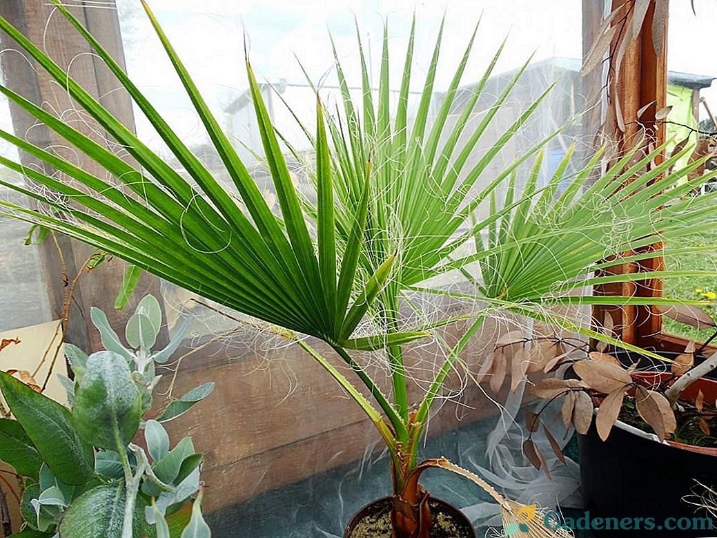 Вашинглия - най-масивната палма на вентилатора