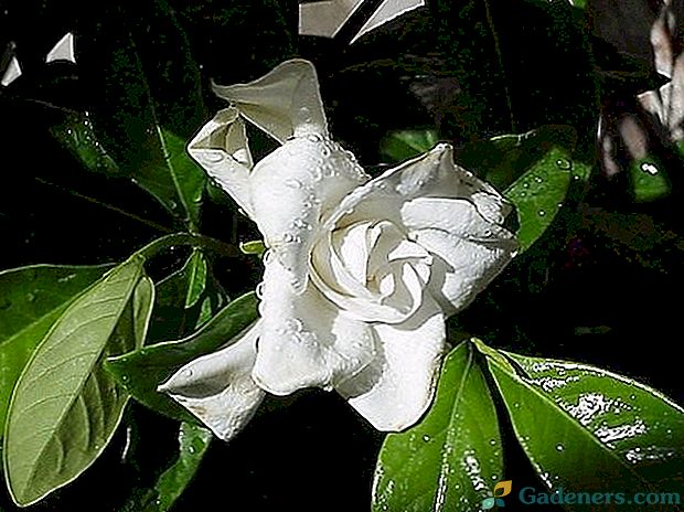 Dostojny gardenia