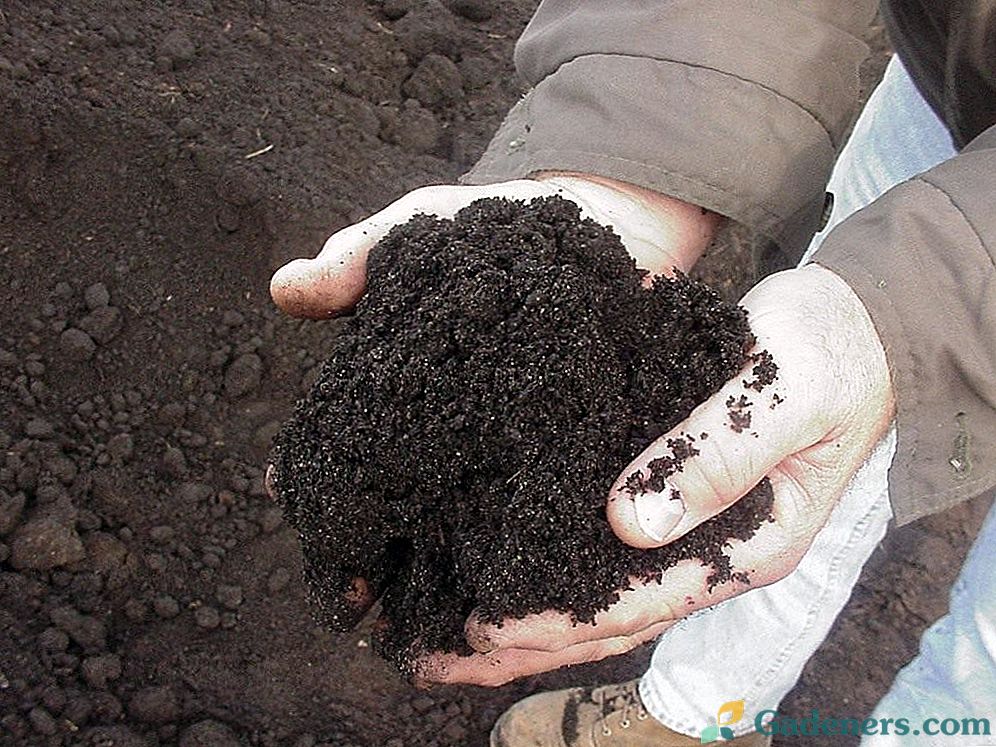 Vermikompostings - melnā augsne jūsu vietnē