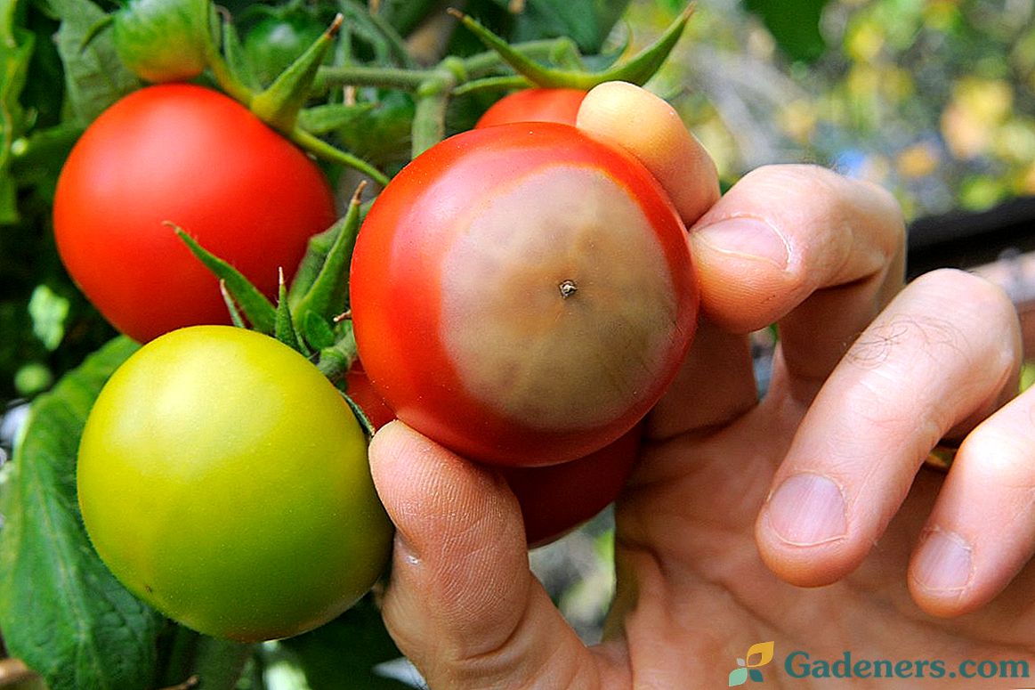 Topologia topologii pomidorów - zapobieganie i kontrola