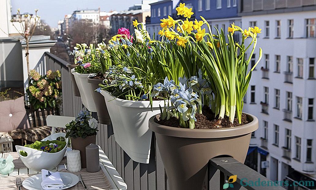 Proljetno žarulje cvijeće na balkonima i loggiama