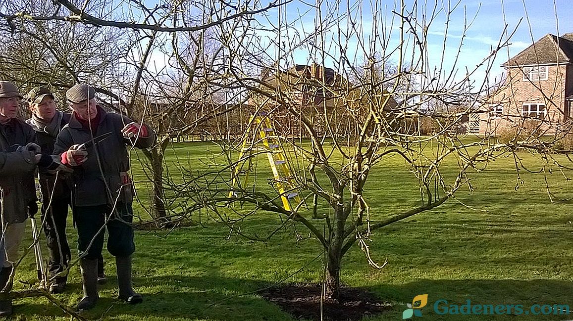 Proljetna skrb za stabla jabuka prema pravilima