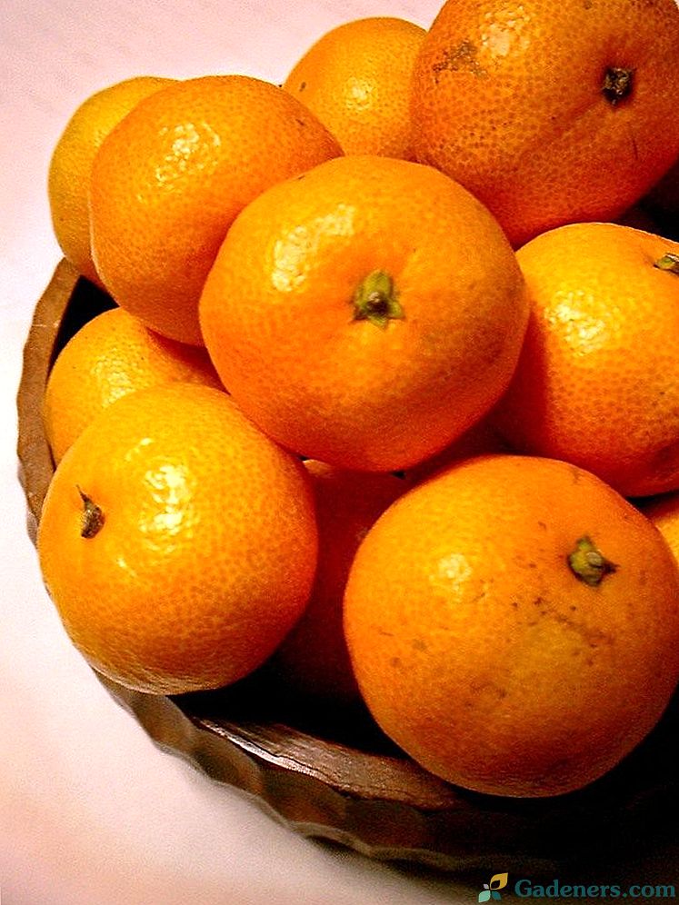 Výběr citrusů
