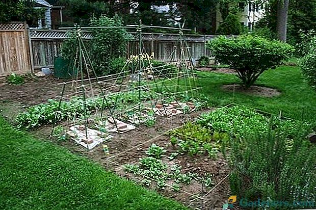 Výber susedov v zeleninovej záhrade