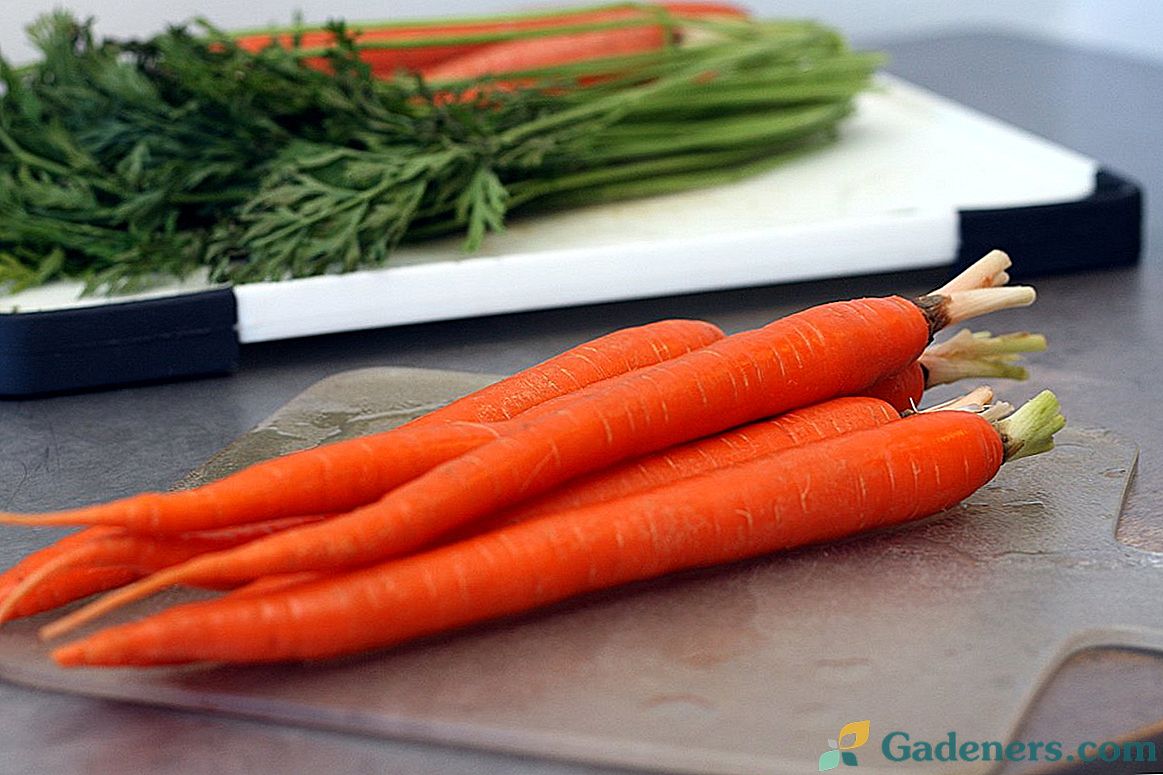 Вирощуємо моркву