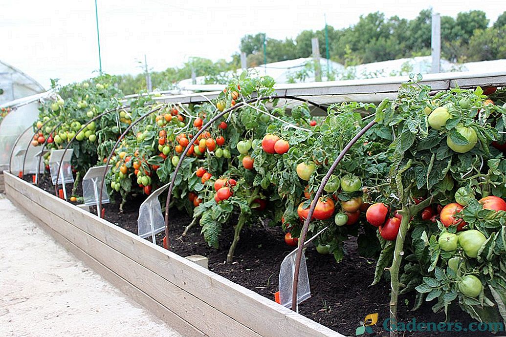Вирощуємо томати в грядках-коробах