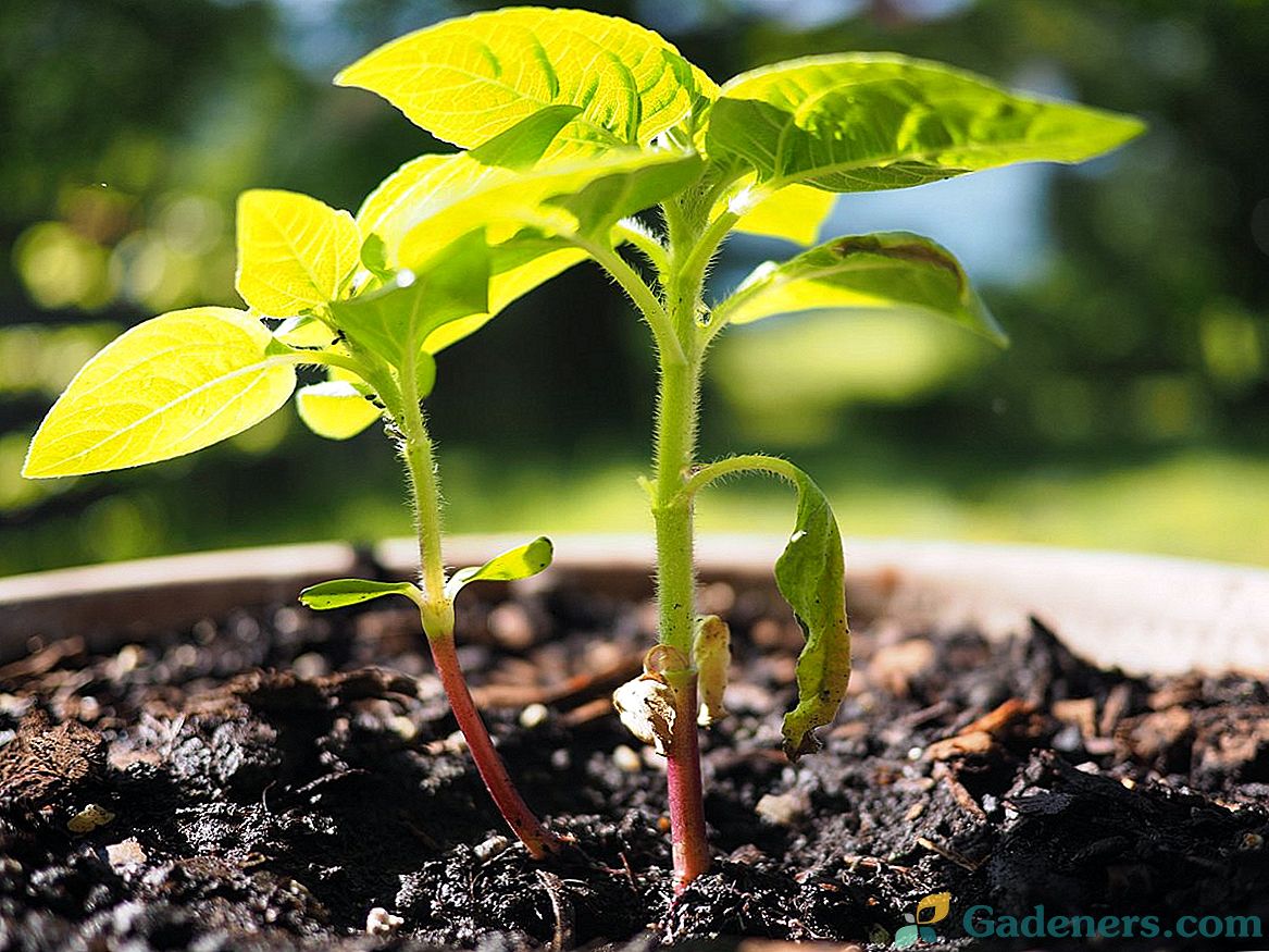 Uzgoj ornamentalnih sjemenki suncokreta