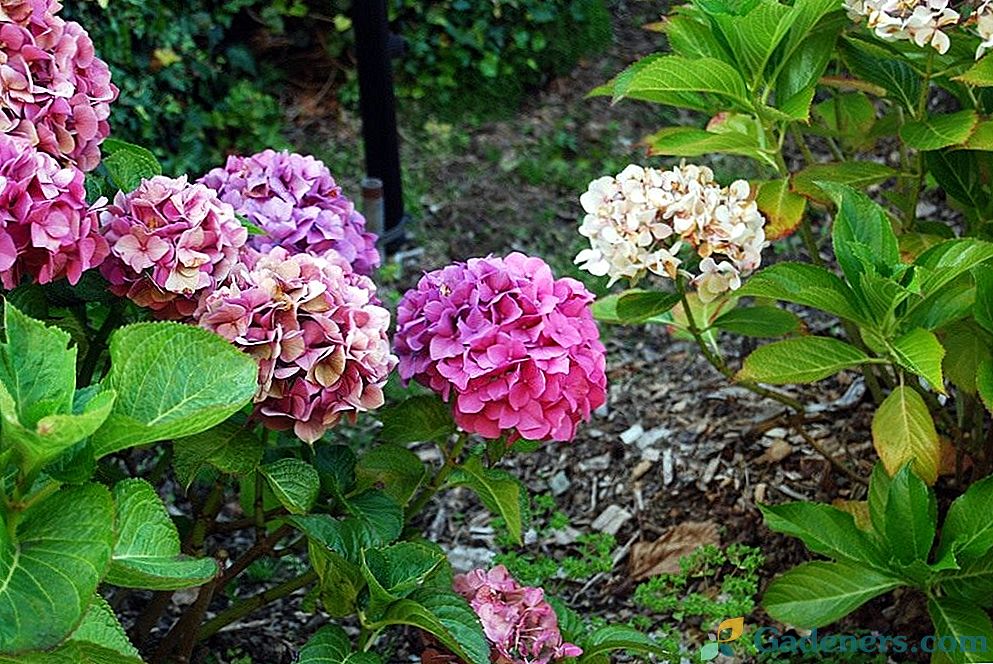 Uzgoj hortenzija u vrtu