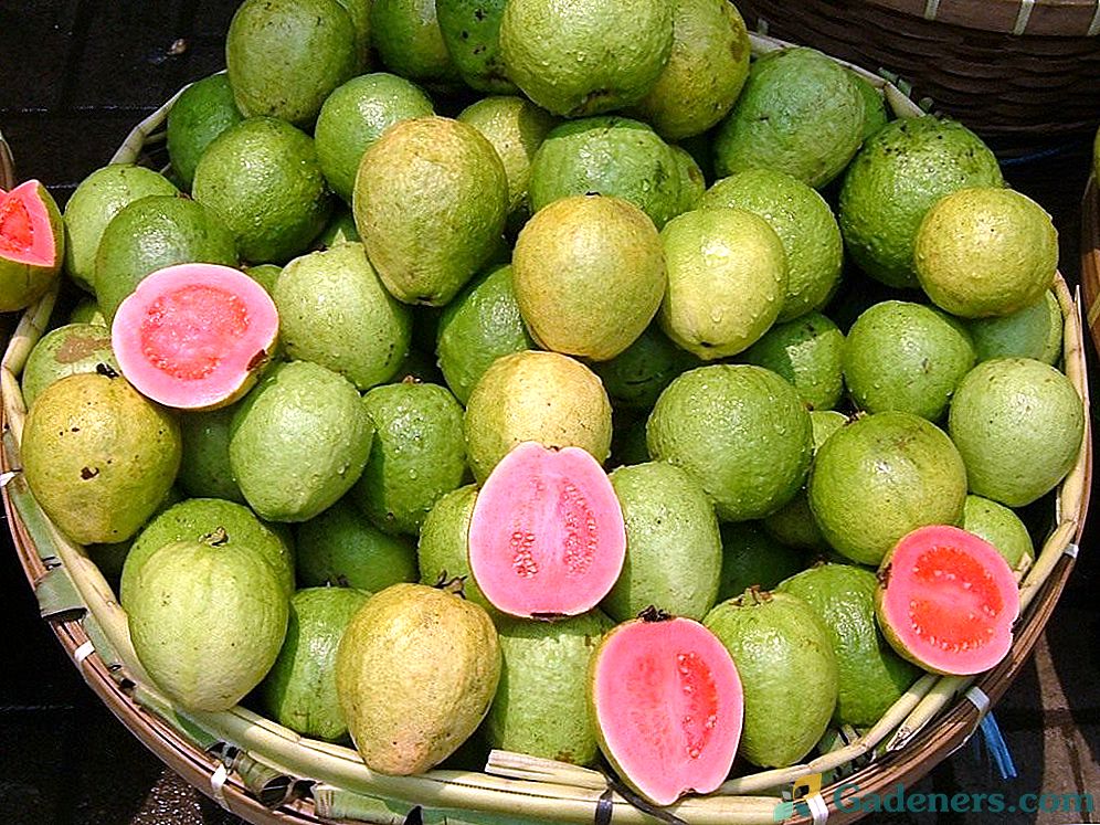 Pěstování guavy v podmínkách místnosti