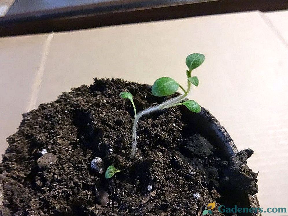 Uzgoj krumpira iz sjemena