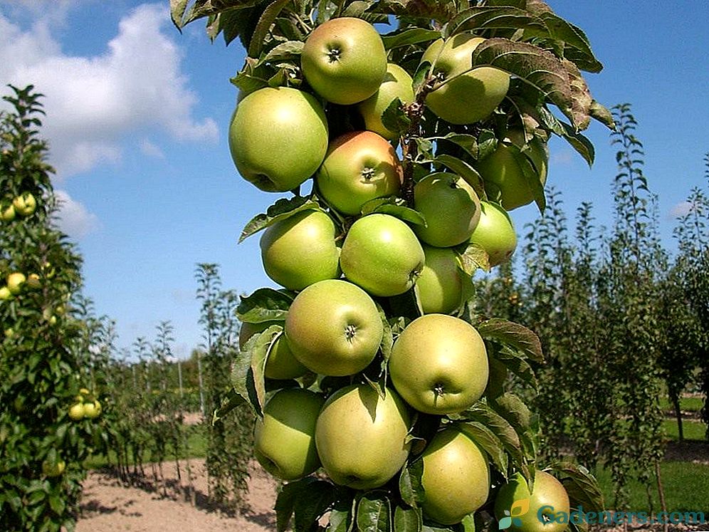 Pěstování sloupkových jabloní
