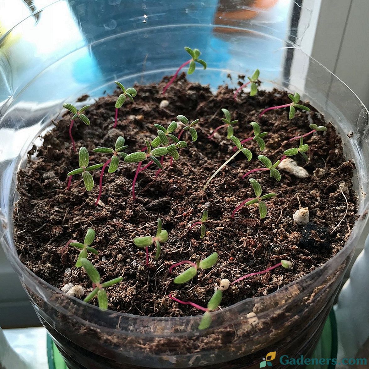 Rosnąć portulaka grandiflora od nasion