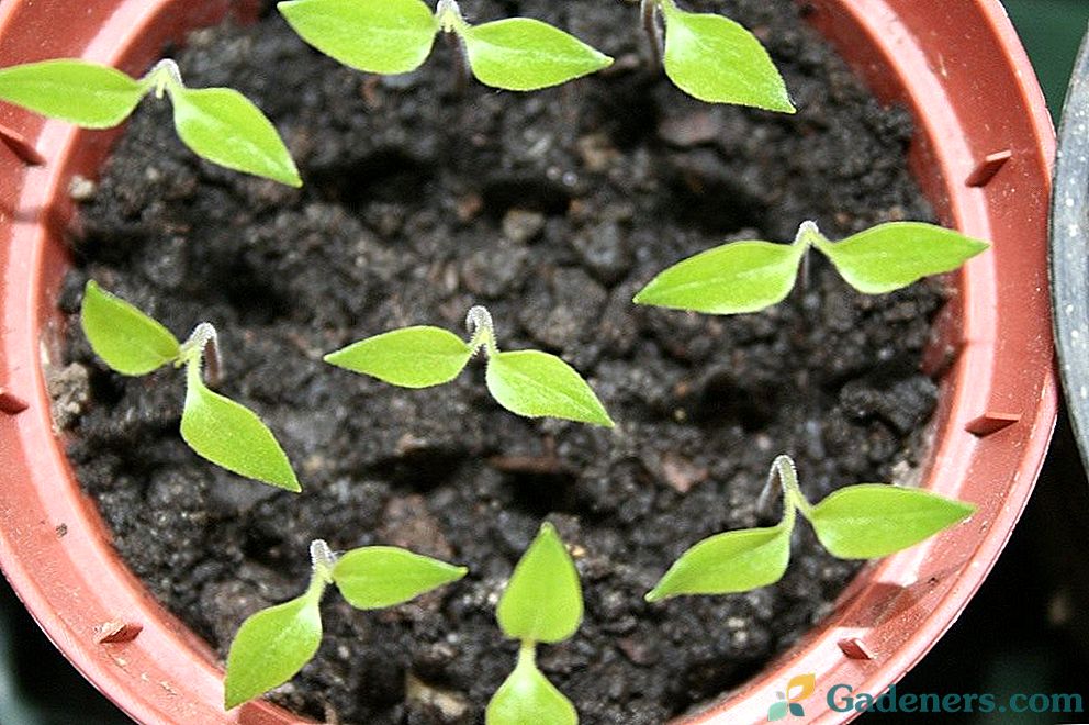 Augantys pipirų sėjinukai