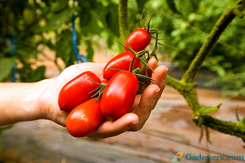 Uprawa pomidora w szklarni przy użyciu leku Ecomik Urozhayny
