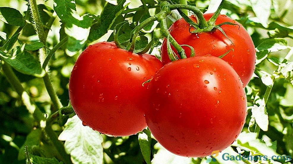 Uprawa pomidorów w szklarniach
