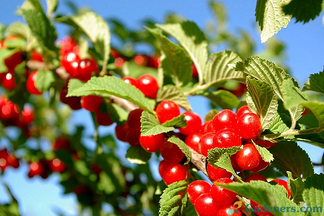 Filcowane Cherry Cherry Growing