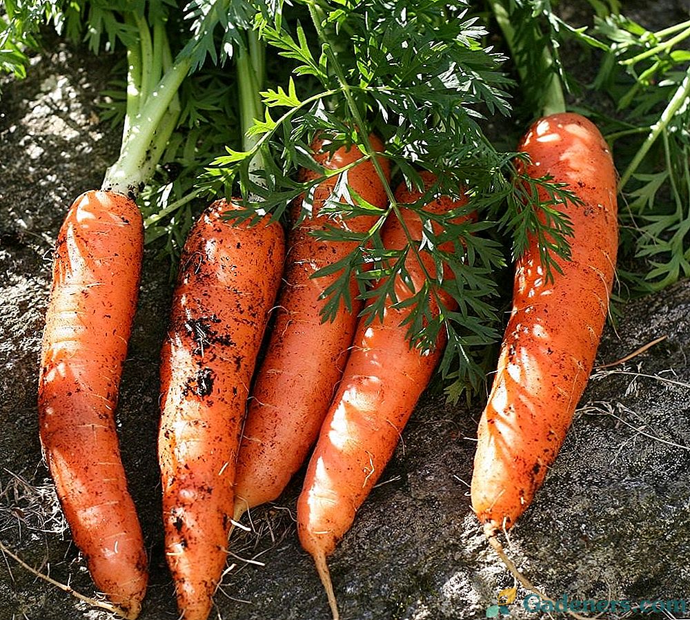 Коротенько про агротехніку моркви