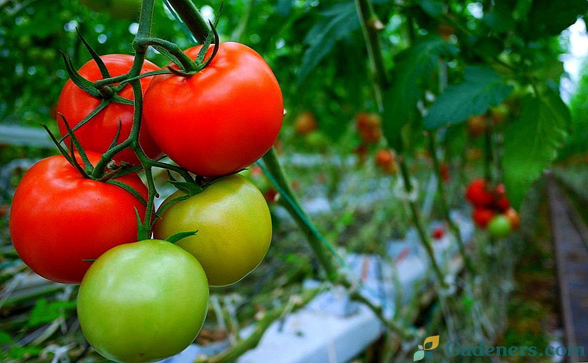 Temperatūros poveikis pomidorų vystymuisi