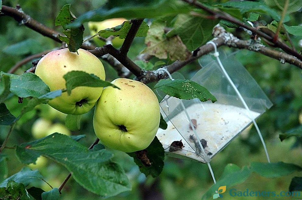 Jabolka škodljivcev in kontrolne metode