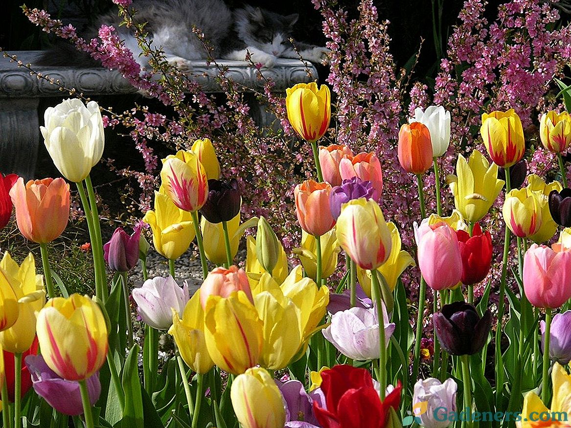 Vse o sortah tulipanov - razredih, skupinah in sortah