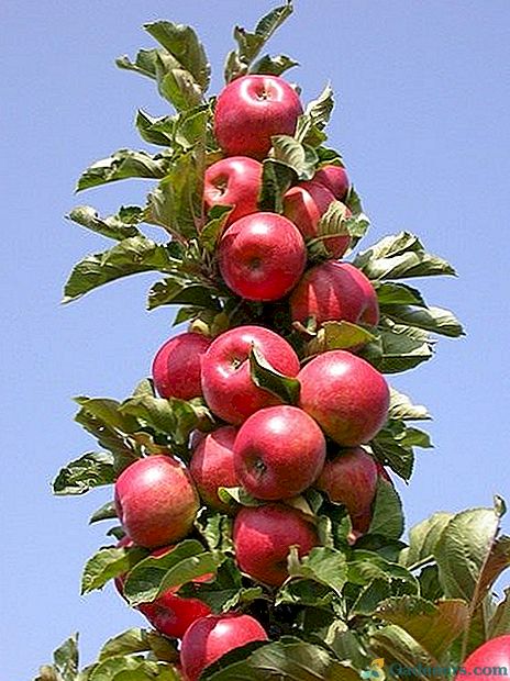 Ābolu koks liekas kolonnas