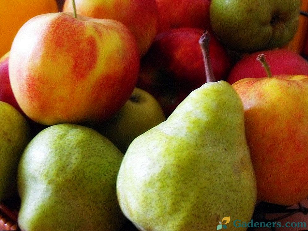 Obuoliai ir kriaušės: ką ir kaip maitinti?