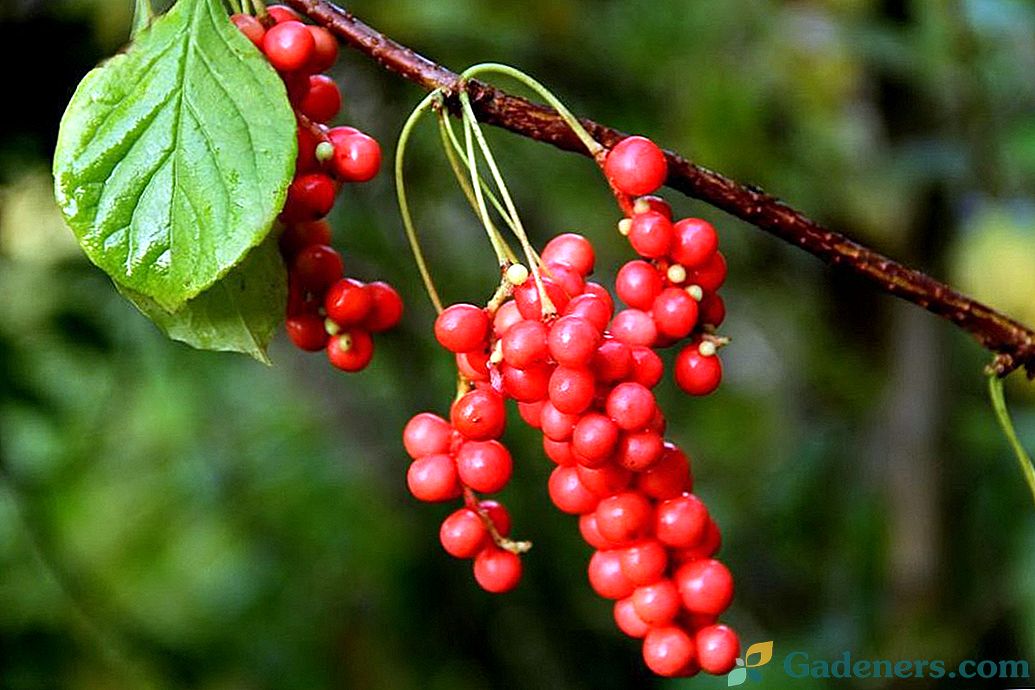 Berry pěti chutí - čínský Schizandra