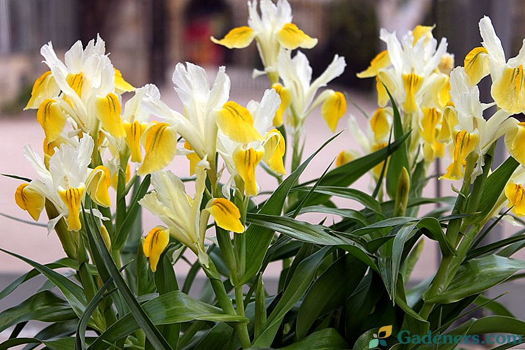 Juno - redke irises za kamnito vrtove