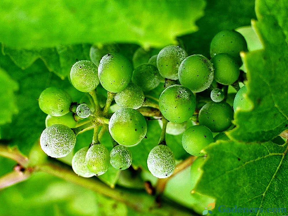 Vynuogių apsauga nuo grybelinių ligų