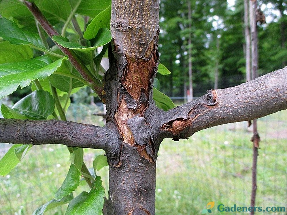 Защита на ябълково дърво срещу бактериална инфекция