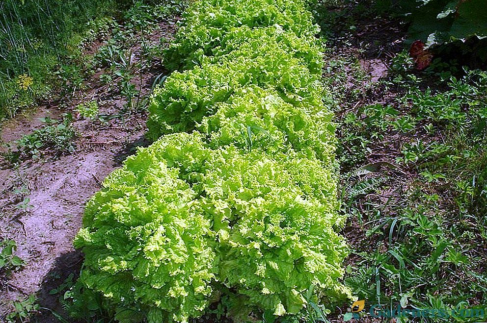 Zelené saláty