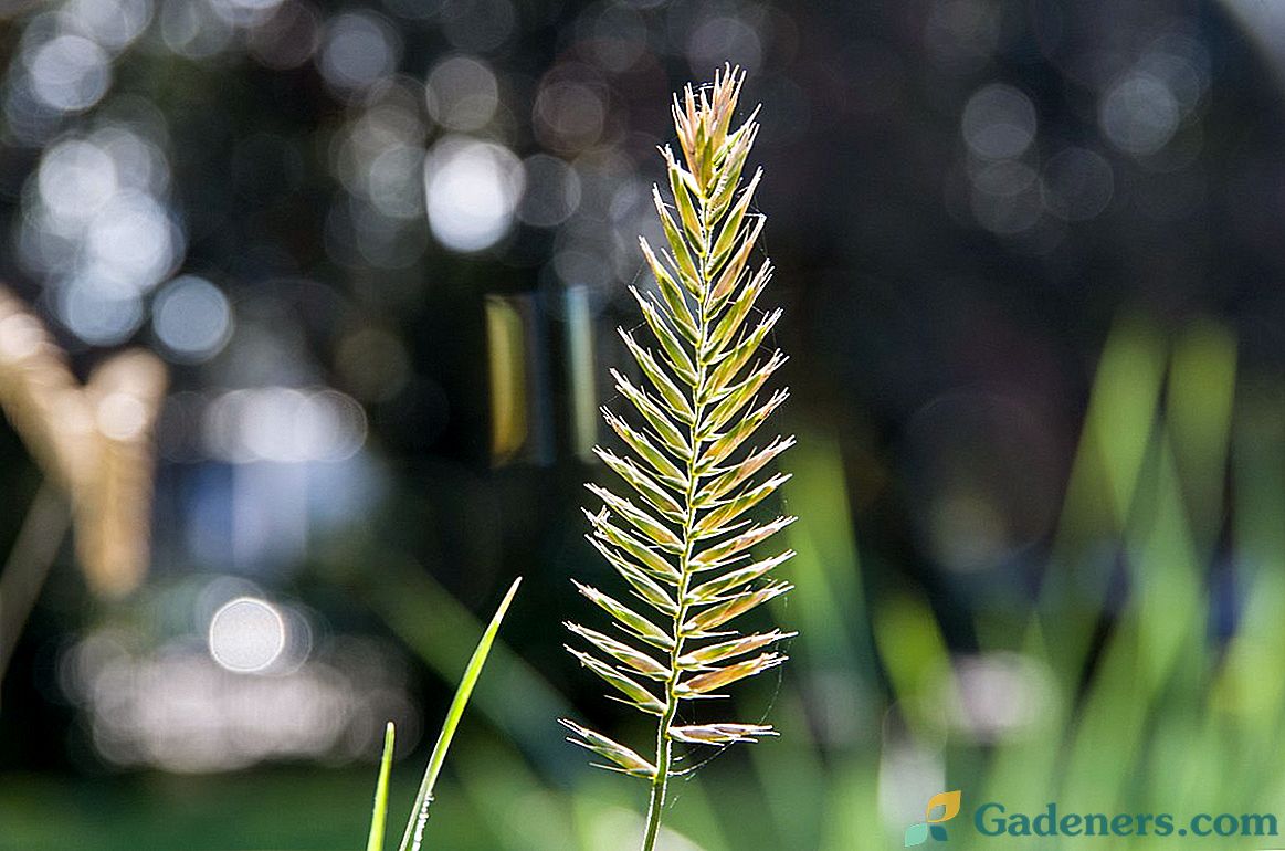 Žetev - okrasna žita za sušne površine vrta