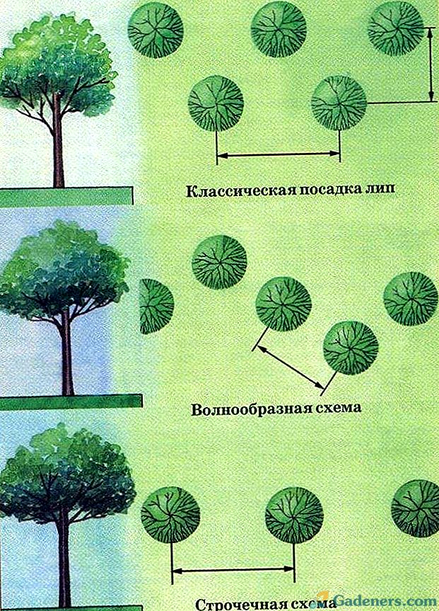 Зарисуйте схемы деревьев сосны березы липы и других выросших в разных условиях освещенности